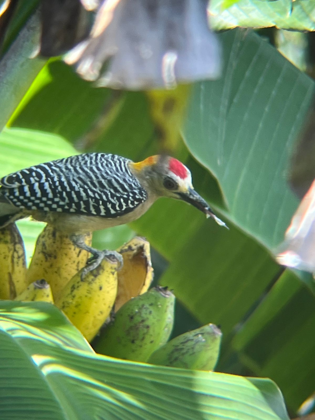 Customer adventure 5